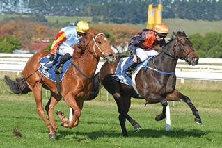 Hard Merchandize get his first stakes success in the Listed Castletown Stakes. Photo: Race Images, Palmerston North